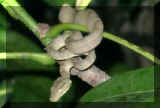 serpent1_petit.jpg (3217 octets)